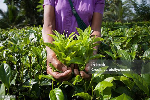 Сельскохозяйственная Рабочий С Горсть Справедливой Торговли Чайные Листья — стоковые фотографии и другие картинки Чайные листья