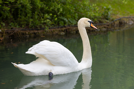 Close-up on a mute swan head.