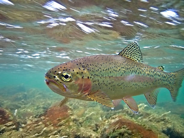 podwodne pstrąg tęczowy-oncorhynchus mykiss - below the surface zdjęcia i obrazy z banku zdjęć