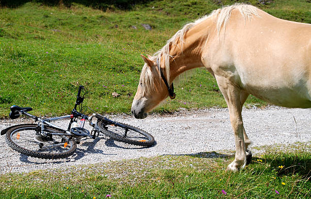 cavallo e bicicletta - footpath field nature contemplation foto e immagini stock