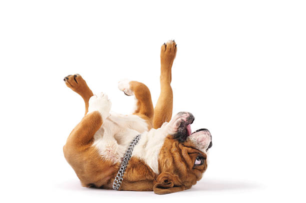 istock English Bulldog 157420730