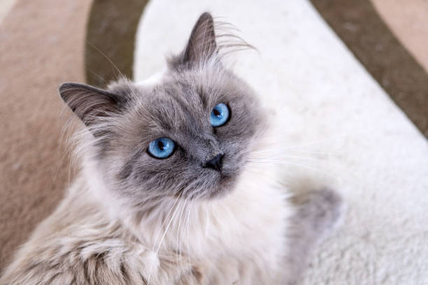 istock Beautiful muzzle of a cat with blue eyes 1574207323