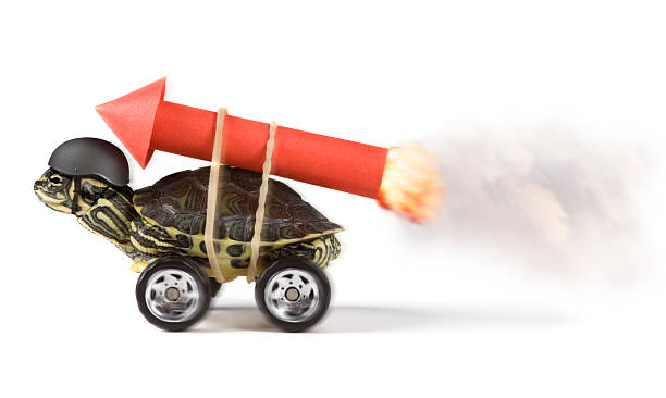 stunt http://www.imaj.ie/is2/animals.jpg tortoise stock pictures, royalty-free photos & images