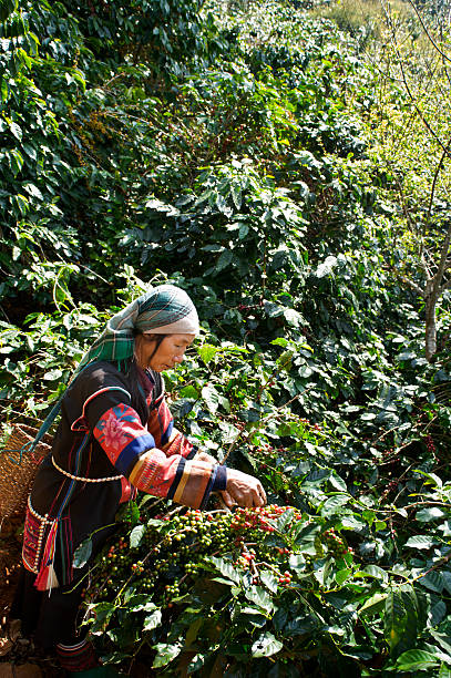 Akha Coffee Harvest stock photo