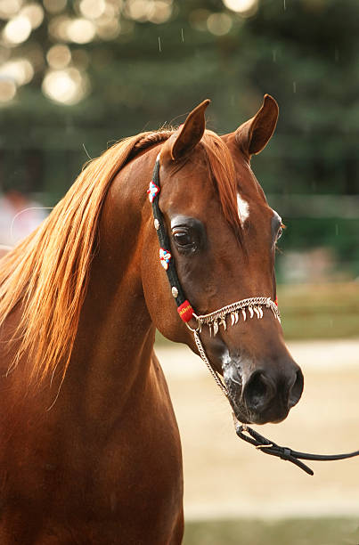 portret koń arabski - arabian horse zdjęcia i obrazy z banku zdjęć