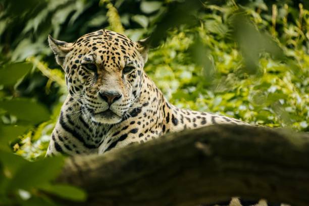 istock a leopard that is laying down in the woods and looking at the camera 1574209622