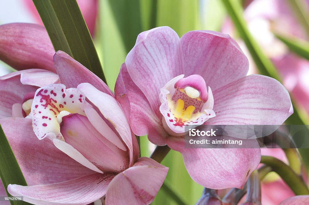 Rosa Orchideen - Lizenzfrei Blume Stock-Foto