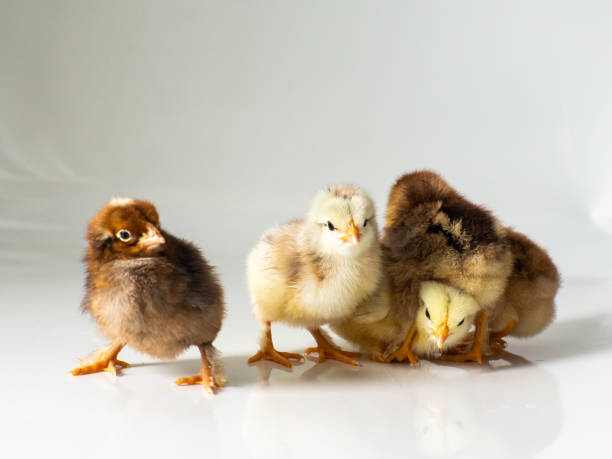 istock Five little newborn brown chickens on white with copy space 1574210665