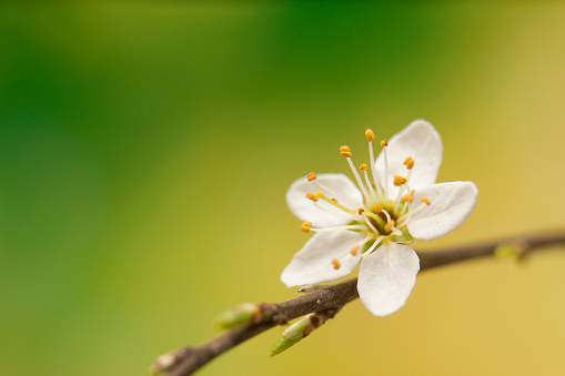 White cherry plum flowers with dew drops in early spring. Flowering fruit trees Prunus cerasifera. Soft focus. Texture of floral pattern, natural background.