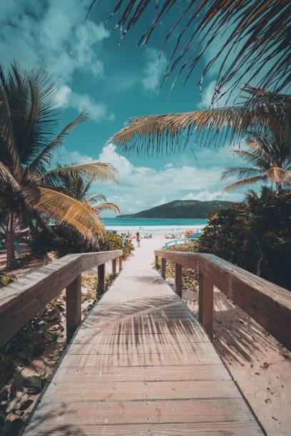 istock a boardwalk going to a beach near some palm trees and water 1574211229