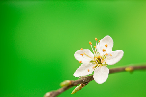 A white plum blossom is covered with small drops of water on a branch. Sunny day. Spring theme.