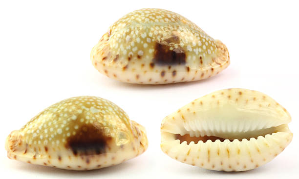 ципрея nebrites - cowrie shell стоковые фото и изображения