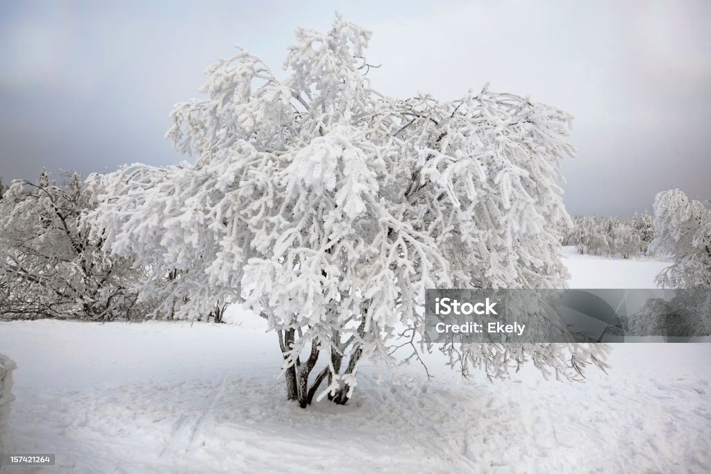 雪で覆われた木で冬ます。 - オスロのロイヤリティフリーストックフォト