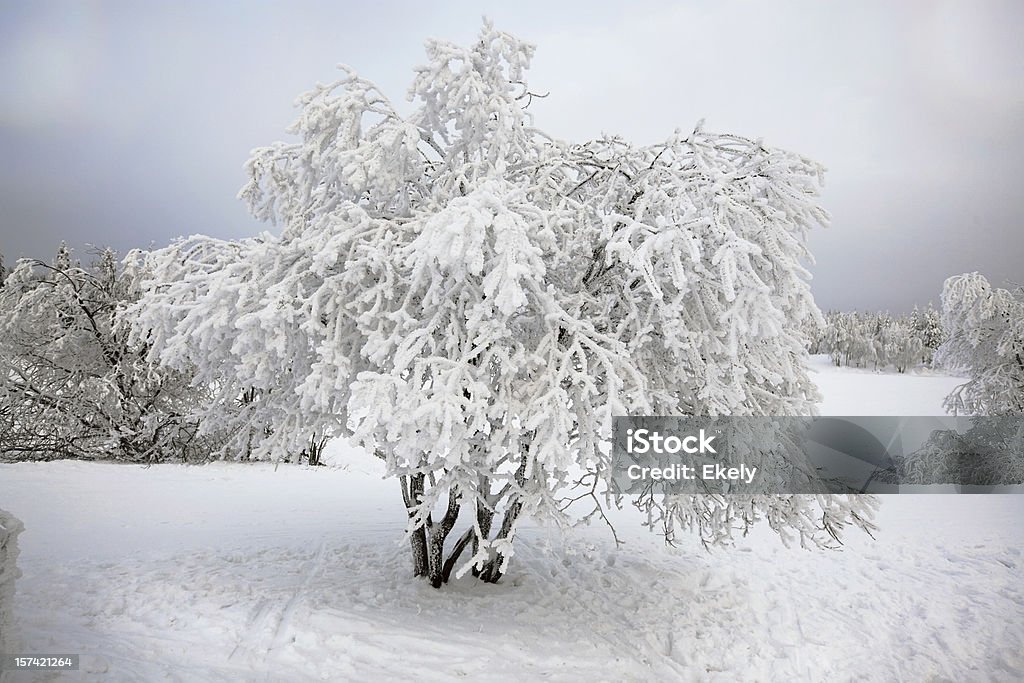 Árvore coberta de neve no Inverno. - Royalty-free Ajardinado Foto de stock