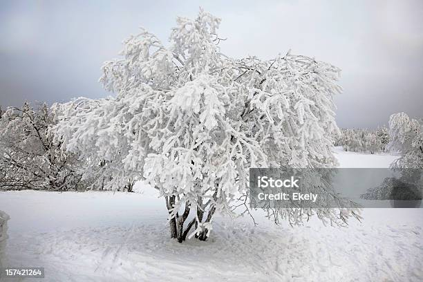 Árvore Coberta De Neve No Inverno - Fotografias de stock e mais imagens de Ajardinado - Ajardinado, Ao Ar Livre, Atividade Recreativa