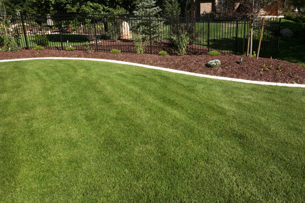 istock Landscape of mown backyard lawn with sparse garden 157421291