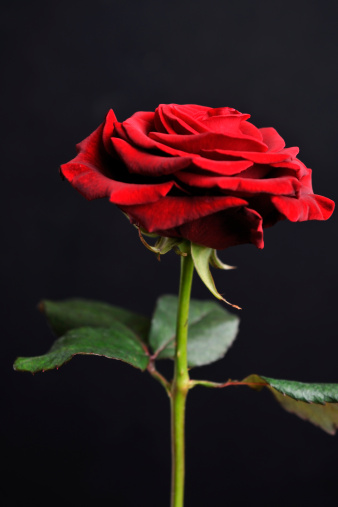 Closeup of a red Rose. Isolated on Black.