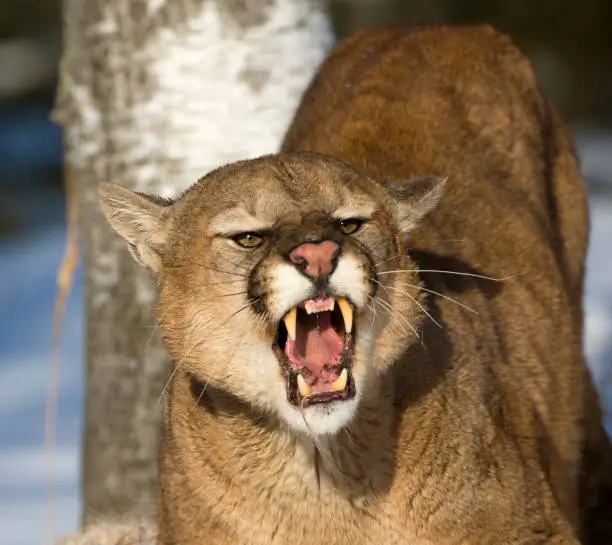 Photo of Threatening and powerful mountain lion.