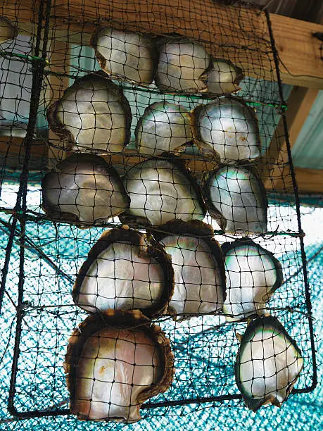 Photo of Pearl Oysters in Net