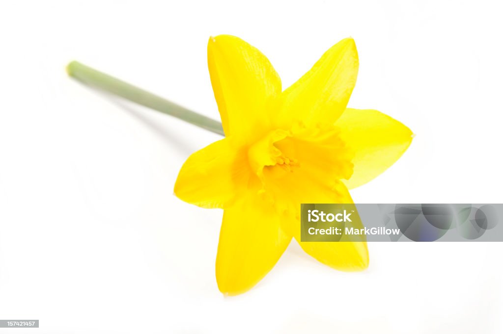 Narciso - Foto de stock de Amarelo royalty-free