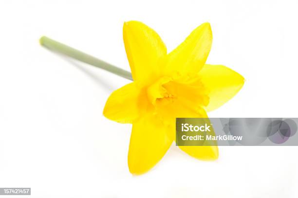 Foto de Narciso e mais fotos de stock de Amarelo - Amarelo, Cabeça da flor, Figura para recortar