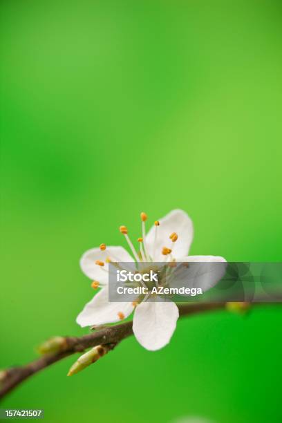 Foto de Spring Blossom e mais fotos de stock de Arrumado - Arrumado, Beleza natural - Natureza, Botão - Estágio de flora