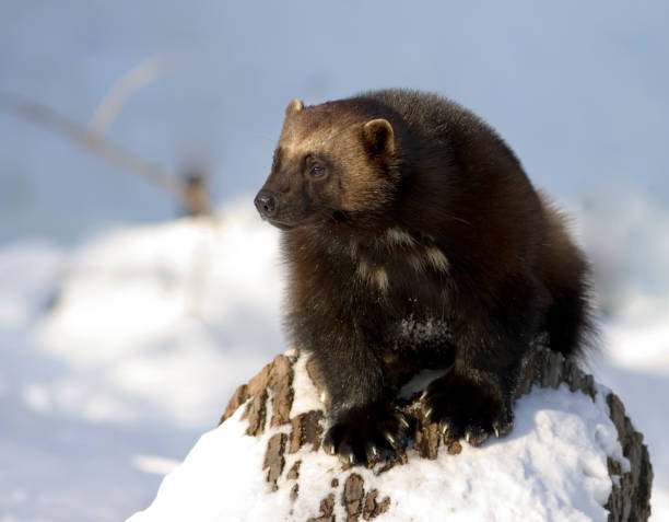 wolverine (g. gulo - wolverine endangered species wildlife animal fotografías e imágenes de stock