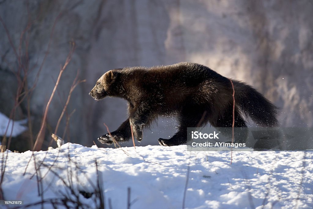Wolverine walking in snow (G. gulo) The wolverine (Gulo gulo) is the largest land-dwelling species of the Mustelidae or weasel family (the Giant Otter is largest overall) in the genus Gulo (meaning "glutton"). It is also called the Glutton or Carcajou. Wolverine - Weasel Family Stock Photo