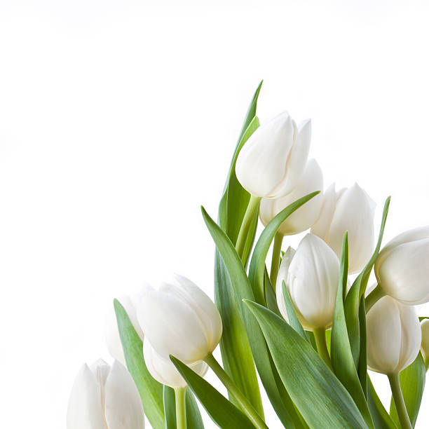 Tulips Isolated On White Stock Photo - Download Image Now - Tulip