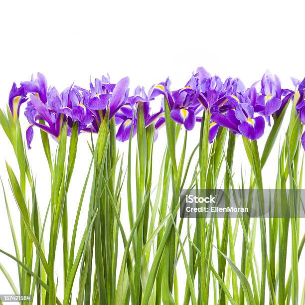 Iride Isolato Su Bianco - Fotografie stock e altre immagini di Fiore - Fiore, Sfondo bianco, Primavera