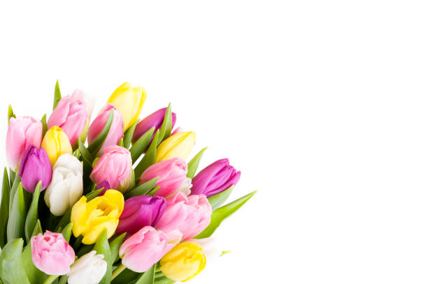 istock Tulips Bouquet isolated on white 157421607