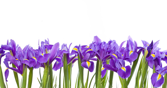 Three Siberian irises on white background