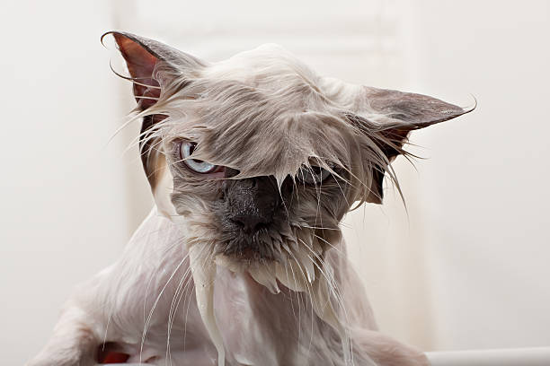 Kitty Bath Time A portrait shot of a persian cat getting a bath showing his wet face. cat water stock pictures, royalty-free photos & images