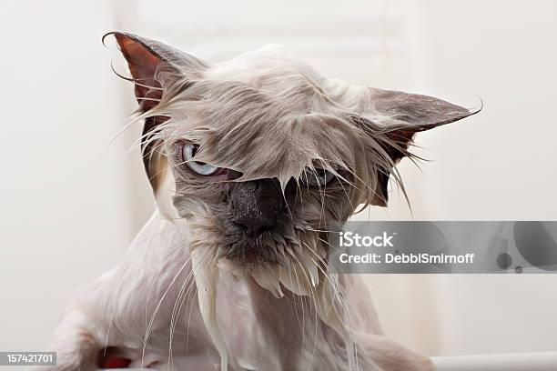 Kitty Banho Tempo - Fotografias de stock e mais imagens de Gato domesticado - Gato domesticado, Humor, Molhado