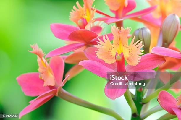 Exótico Orquídeas - Fotografias de stock e mais imagens de Beleza natural - Beleza natural, Colorido, Flor