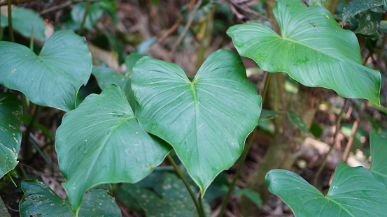 Homalomena javanica, also known as nampu, has heart-shaped leaves with a pointed tip and pinnate leaf veins.