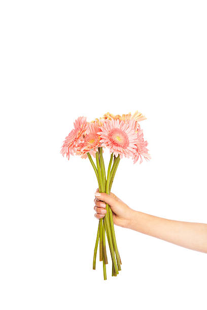 핑크 gerbera dasies - hand holding flowers 뉴스 사진 이미지