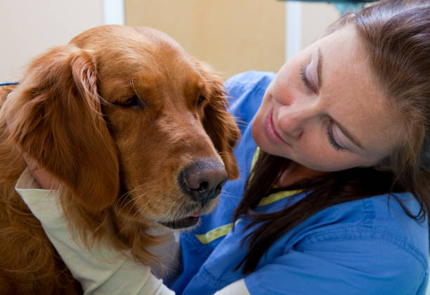 istock Veterinary Technician Hugs a Golden Retriever 157421900