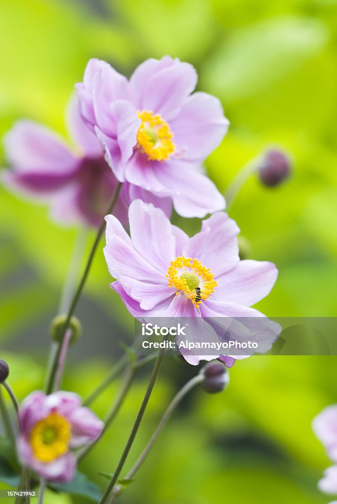 Herbst Herbstanemone (Getupfte hupehensis)-V - Lizenzfrei Blume Stock-Foto