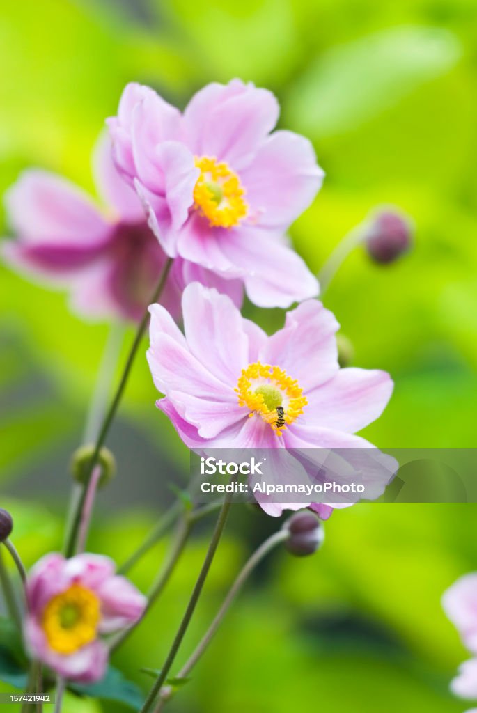 Otoño anémona japonesa (anémona hupehensis) V - Foto de stock de Anémona japonesa libre de derechos