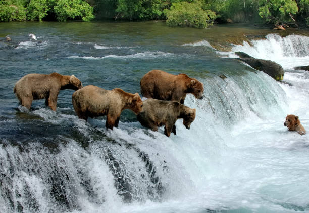 gruppe von braunbären angeln nach lachsen durch einen wasserfall - katmai national park stock-fotos und bilder