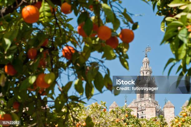 Sevilha Laranjas Enquadramento La Giralda - Fotografias de stock e mais imagens de Andaluzia - Andaluzia, Laranjeira, Sevilha