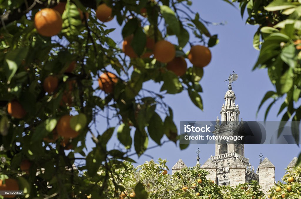 Горьких апельсинов, обрамляющими Хиральда - Стоковые фото Андалусия роялти-фри