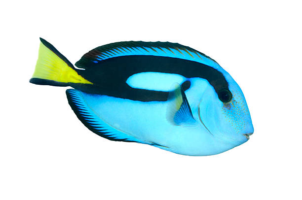 Blue Regal Tank Fish  acanthuridae photos stock pictures, royalty-free photos & images