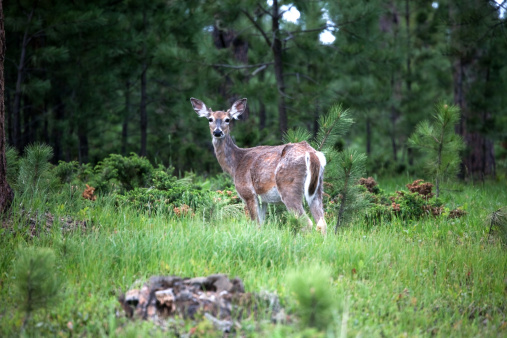 White-tailed deer in the Black Hills of South Dakota.