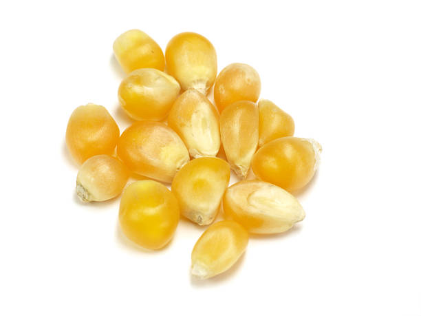 closeup bowl of popcorn kernel seeds on green wood table