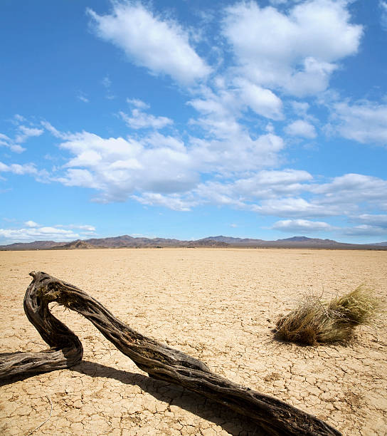 Dry Lake With a Branch stock photo