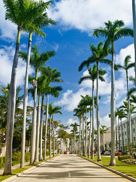 Palm tree lined street Tropical road way in West Palm Beach Florida west palm beach stock pictures, royalty-free photos & images