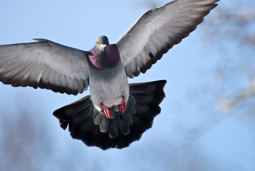 A close up of a wood pigeon, with a shallow depth of field