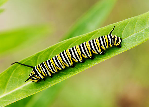 Monarch Chrysalis and caterpillar, Danaus Plexppus, on milkweed with rustic wooden background, room for text and copy